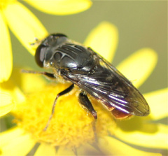 Asemosyrphus mexicanus