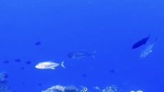 Caranx sexfasciatus