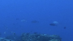 Caranx sexfasciatus