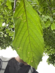 Alnus serrulata