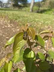 Astylus trifasciatus