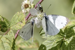 Pieris napi