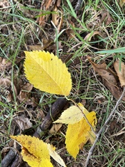 Ulmus glabra