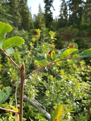 Sorbus sitchensis