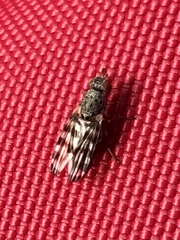 Pseudotephritina