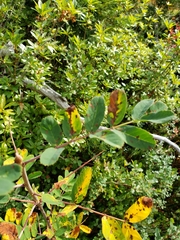 Sorbus sitchensis