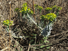 Euphorbia myrsinites