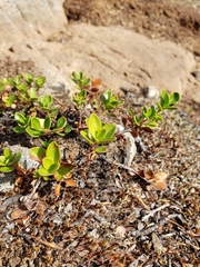 Penstemon davidsonii