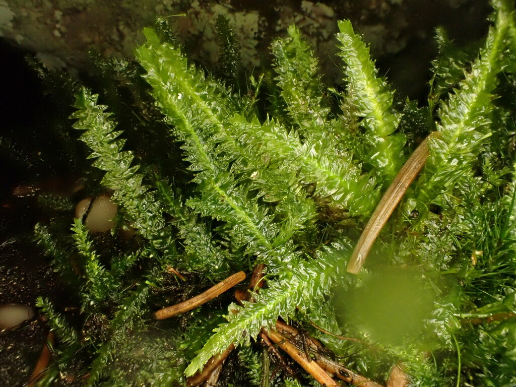 Plagiothecium neckeroideum