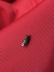 Pseudotephritina
