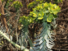 Euphorbia myrsinites