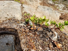 Penstemon davidsonii