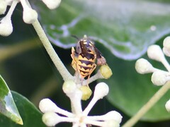 Vespula germanica