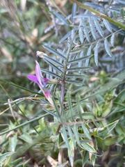 Tephrosia capensis