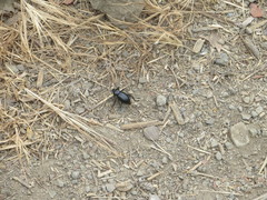 Coelocnemis dilaticollis