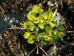 Euphorbia myrsinites