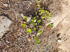 Penstemon davidsonii