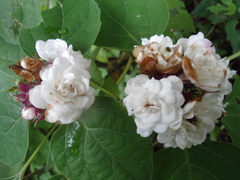 Clerodendrum chinense