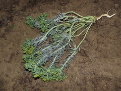 Euphorbia myrsinites