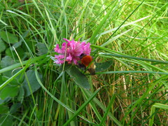 Bombus muscorum