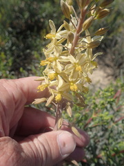 Bulbine praemorsa