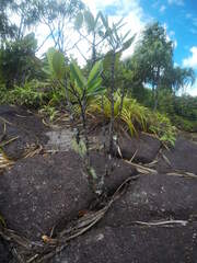 Northia hornei