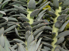 Euphorbia myrsinites