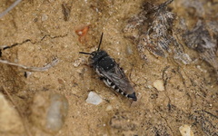Coelioxys afer