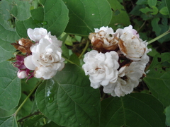 Clerodendrum chinense