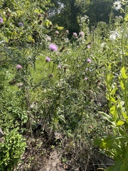 Cirsium