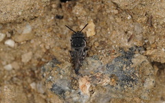 Coelioxys afer