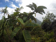 Dillenia ferruginea
