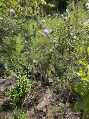 Cirsium
