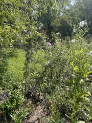 Cirsium
