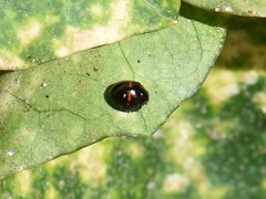 Chilocorus bipustulatus