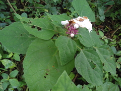 Clerodendrum chinense