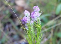 Polygala sanguinea