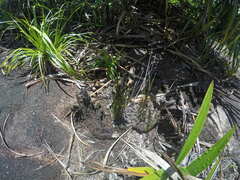 Actinostachys confusa