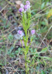 Polygala sanguinea