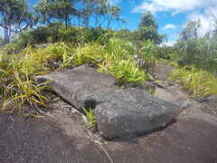 Microsorum scolopendria