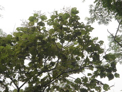 Heliocarpus americanus