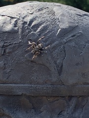 Araneus saevus