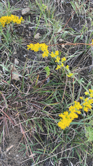 Solidago nemoralis