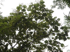 Heliocarpus americanus