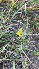 Linum sulcatum