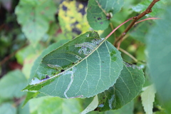 Phyllocnistis populiella