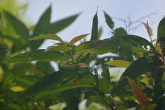 Orthotomus atrogularis