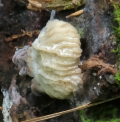 Hypomyces tremellicola