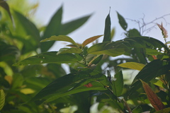 Orthotomus atrogularis