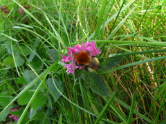 Bombus muscorum